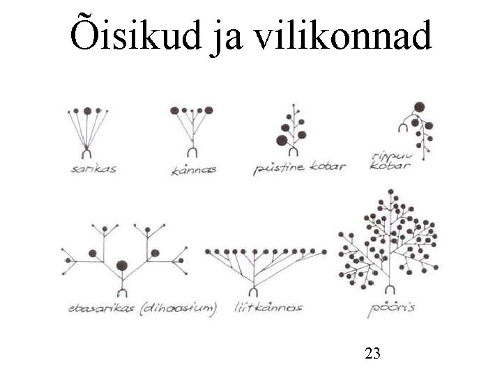 Õisikud ja vilikonnad 23 Õisikud ja vilikonnad 23