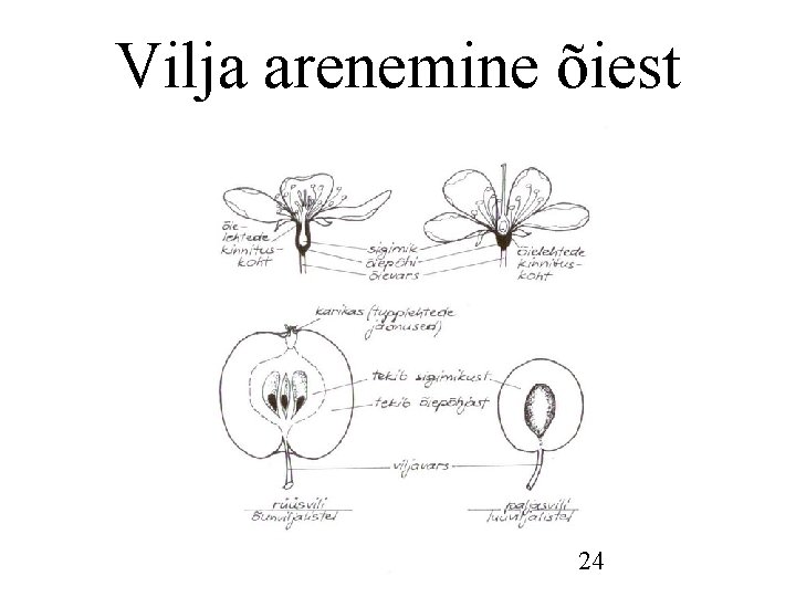 Vilja arenemine õiest 24 Vilja arenemine õiest 24