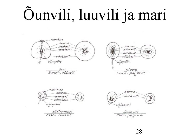 Õunvili, luuvili ja mari 28 Õunvili, luuvili ja mari 28