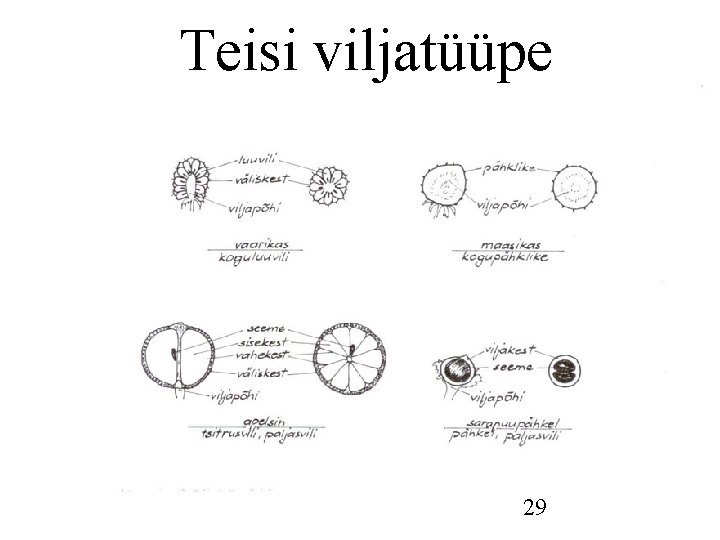 Teisi viljatüüpe 29 Teisi viljatüüpe 29