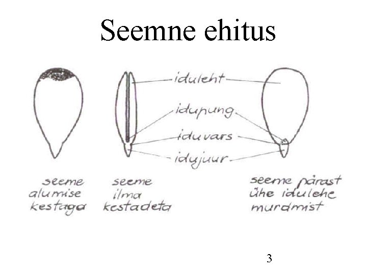 Seemne ehitus 3 Seemne ehitus 3