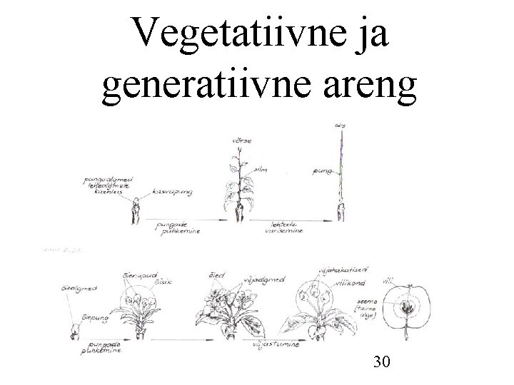 Vegetatiivne ja generatiivne areng 30 Vegetatiivne ja generatiivne areng 30