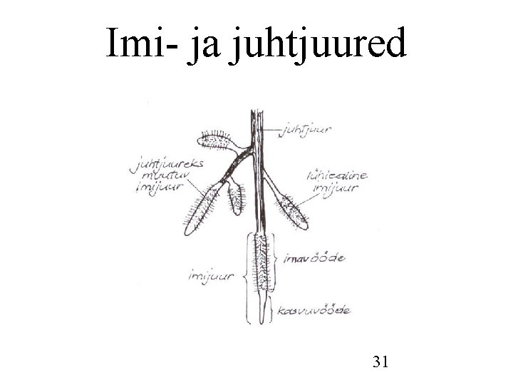 Imi- ja juhtjuured 31 Imi- ja juhtjuured 31