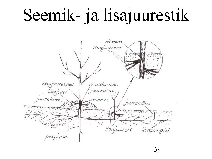 Seemik- ja lisajuurestik 34 Seemik- ja lisajuurestik 34