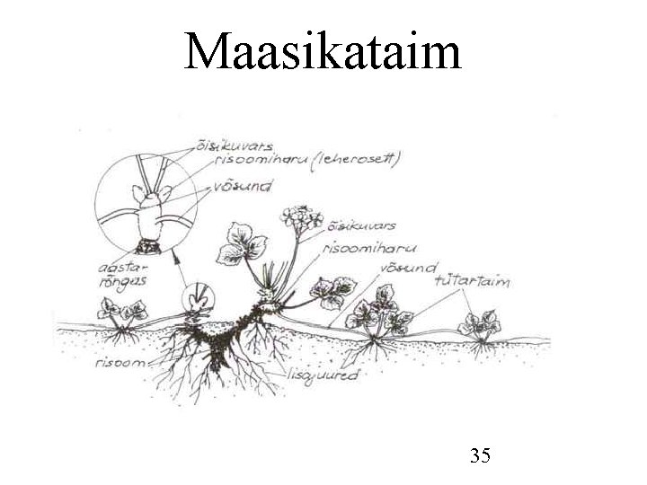 Maasikataim 35 Maasikataim 35
