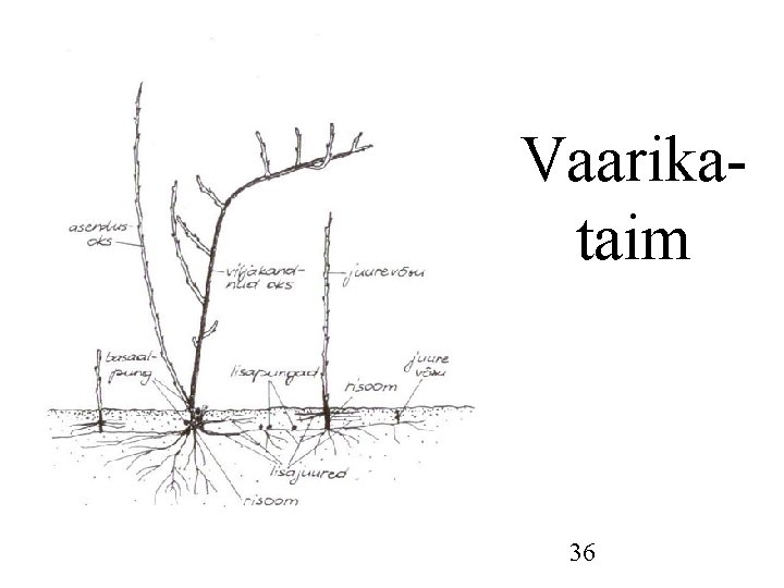 Vaarikataim 36 Vaarikataim 36