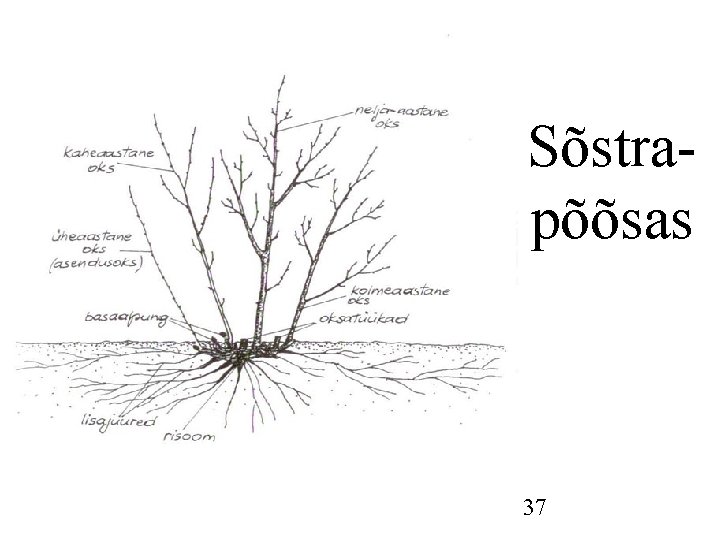 Sõstrapõõsas 37 Sõstrapõõsas 37