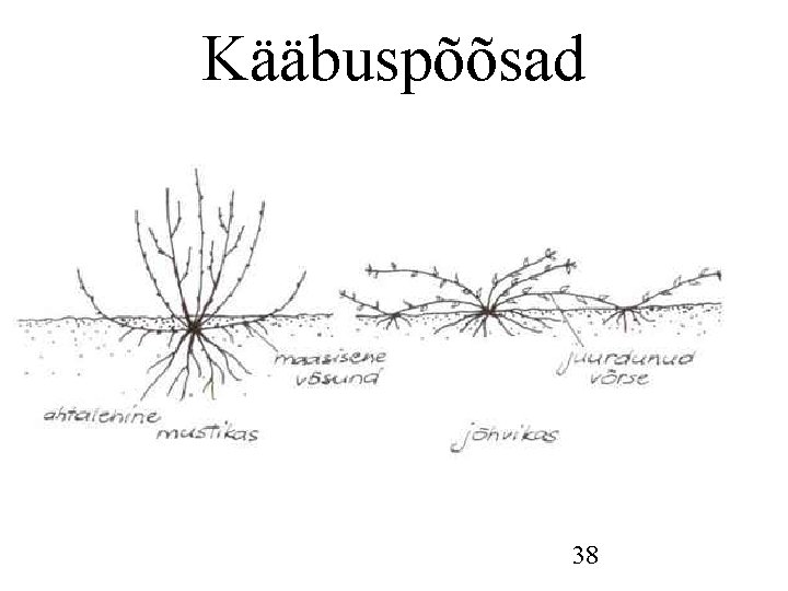 Kääbuspõõsad 38 Kääbuspõõsad 38