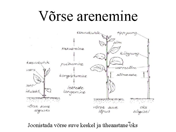 Võrse arenemine Joonistada võrse suve keskel ja üheaastane 7 oks Võrse arenemine Joonistada võrse suve keskel ja üheaastane 7 oks