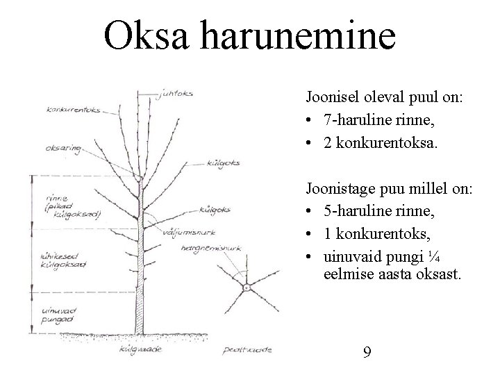Oksa harunemine Joonisel oleval puul on: • 7 -haruline rinne, • 2 konkurentoksa. Joonistage Oksa harunemine Joonisel oleval puul on: • 7 -haruline rinne, • 2 konkurentoksa. Joonistage