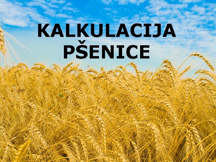 KALKULACIJA PŠENICE 