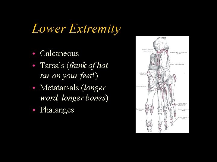 Lower Extremity Calcaneous w Tarsals (think of hot tar on your feet!) w Metatarsals