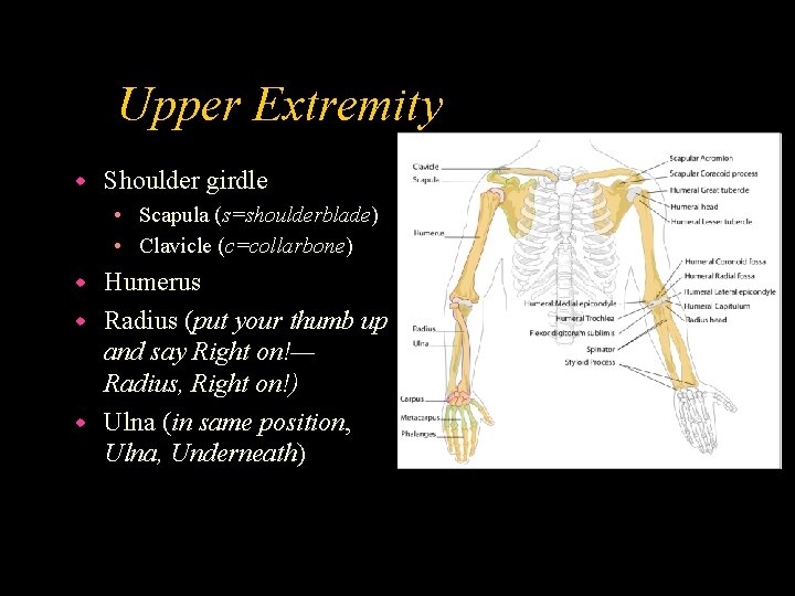 Upper Extremity w Shoulder girdle • Scapula (s=shoulderblade) • Clavicle (c=collarbone) Humerus w Radius