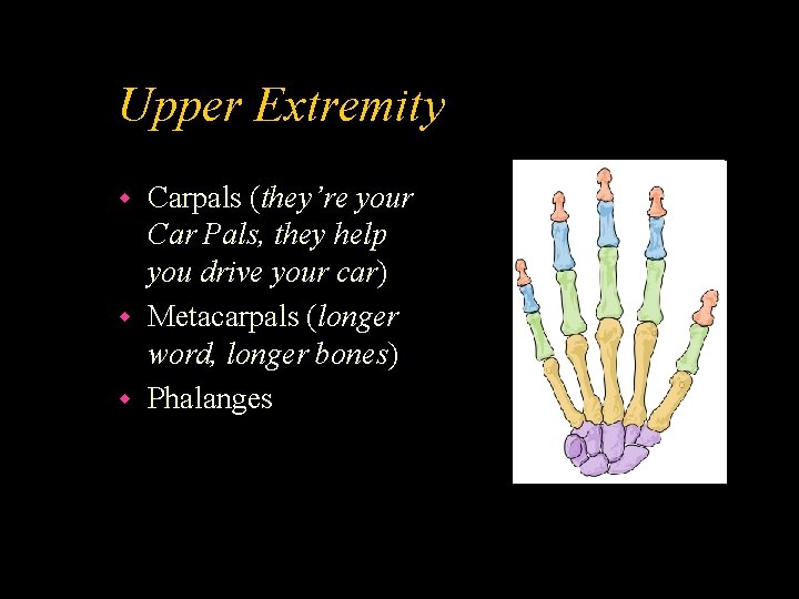 Upper Extremity Carpals (they’re your Car Pals, they help you drive your car) w