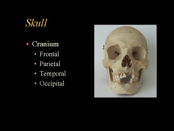 Skull w Cranium • • Frontal Parietal Temporal Occipital 