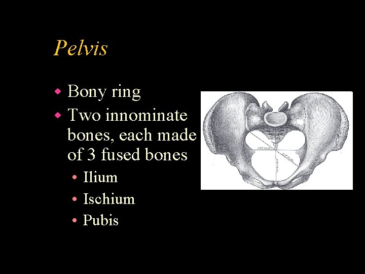 Pelvis Bony ring w Two innominate bones, each made of 3 fused bones w