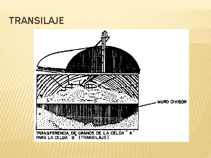 TRANSILAJE 