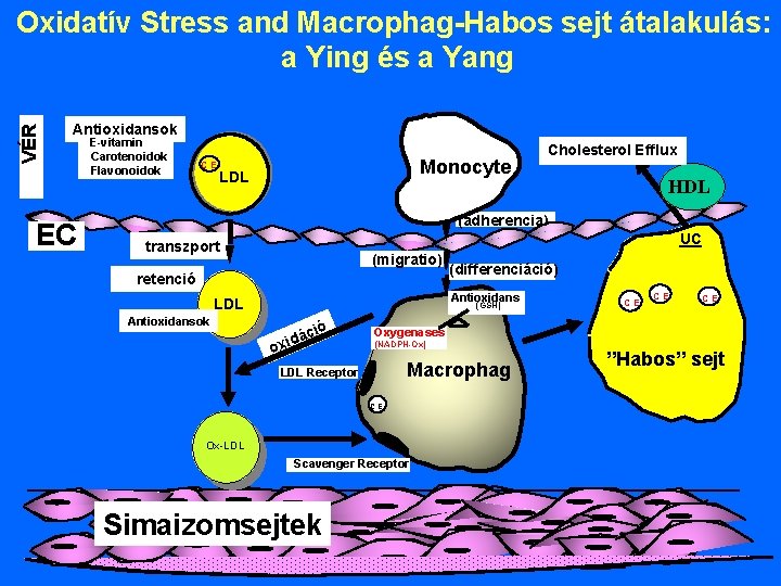 VÉR Oxidatív Stress and Macrophag-Habos sejt átalakulás: a Ying és a Yang Antioxidansok EC