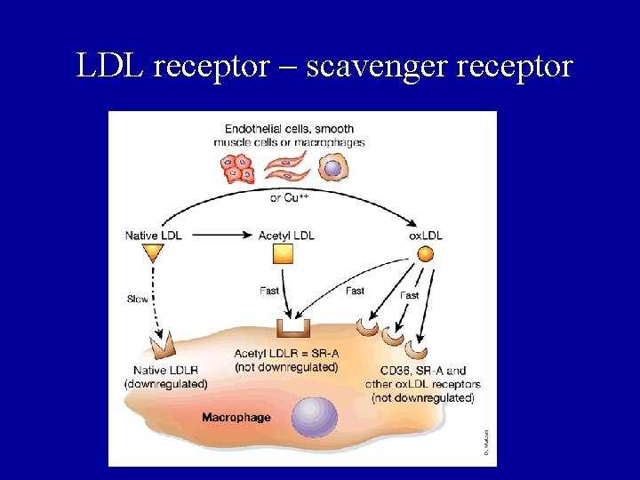 LDL receptor – scavenger receptor 