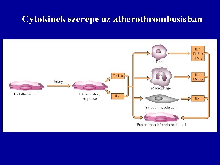 Cytokinek szerepe az atherothrombosisban 