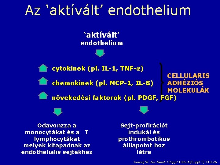 Az ‘aktívált’ endothelium cytokinek (pl. IL-1, TNF- ) CELLULARIS chemokinek (pl. MCP-1, IL-8) ADHÉZIÓS