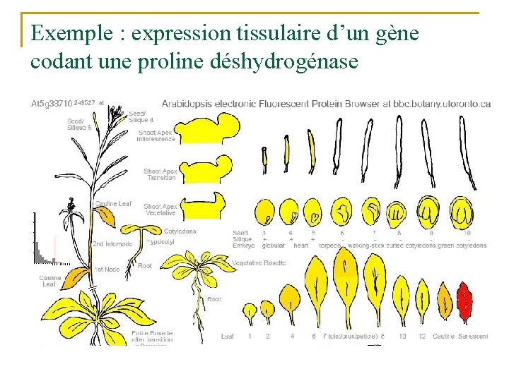 Exemple : expression tissulaire d’un gène codant une proline déshydrogénase 