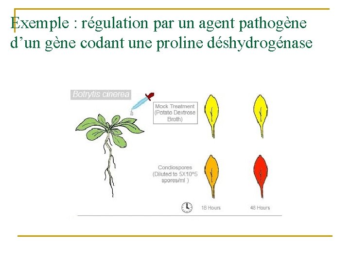 Exemple : régulation par un agent pathogène d’un gène codant une proline déshydrogénase 