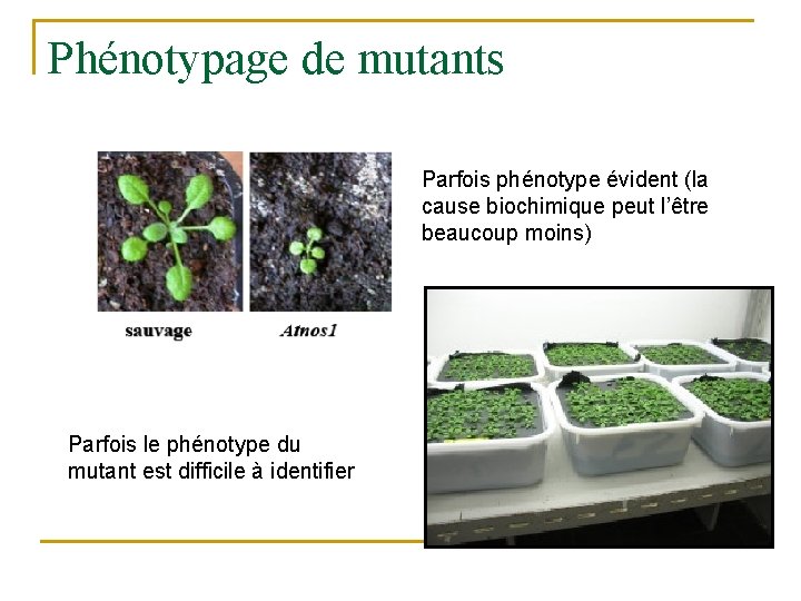 Phénotypage de mutants Parfois phénotype évident (la cause biochimique peut l’être beaucoup moins) Parfois