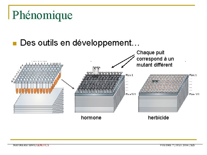 Phénomique n Des outils en développement… Chaque puit correspond à un mutant différent hormone