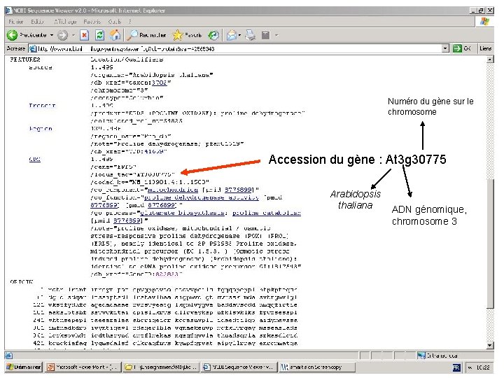 Numéro du gène sur le chromosome Accession du gène : At 3 g 30775