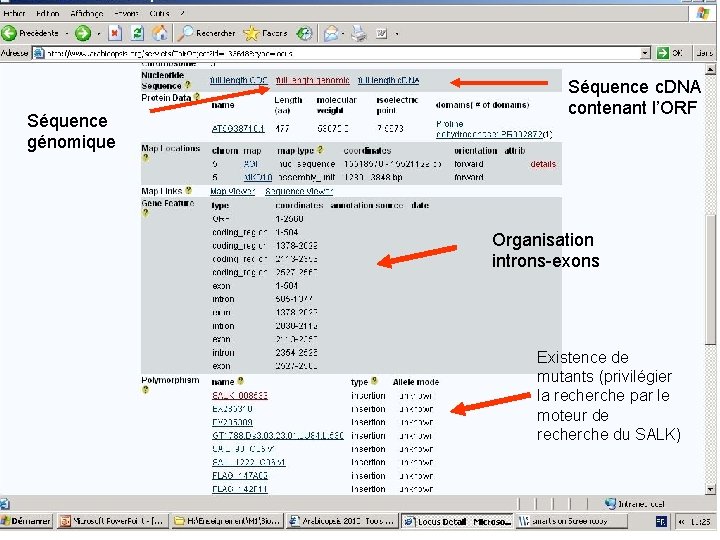 Séquence génomique Séquence c. DNA contenant l’ORF Organisation introns-exons Existence de mutants (privilégier la