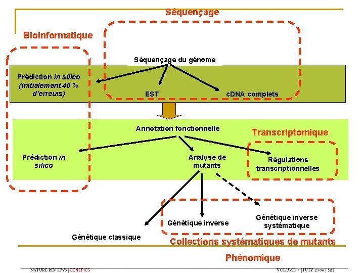 Séquençage Bioinformatique Séquençage du génome Prédiction in silico (initialement 40 % d’erreurs) EST c.