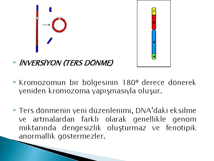  İNVERSİYON (TERS DÖNME) Kromozomun bir bölgesinin 180 o derece dönerek yeniden kromozoma yapışmasıyla