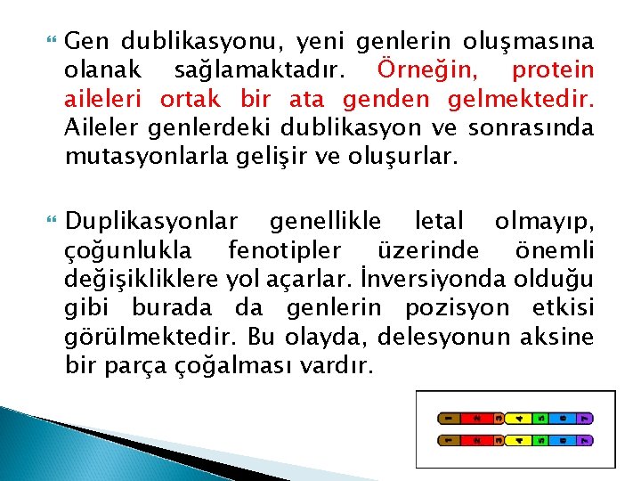  Gen dublikasyonu, yeni genlerin oluşmasına olanak sağlamaktadır. Örneğin, protein aileleri ortak bir ata