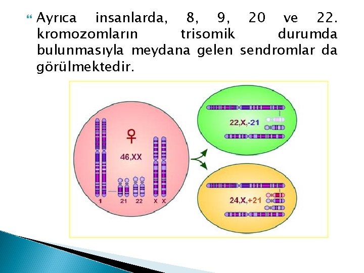  Ayrıca insanlarda, 8, 9, 20 ve 22. kromozomların trisomik durumda bulunmasıyla meydana gelen