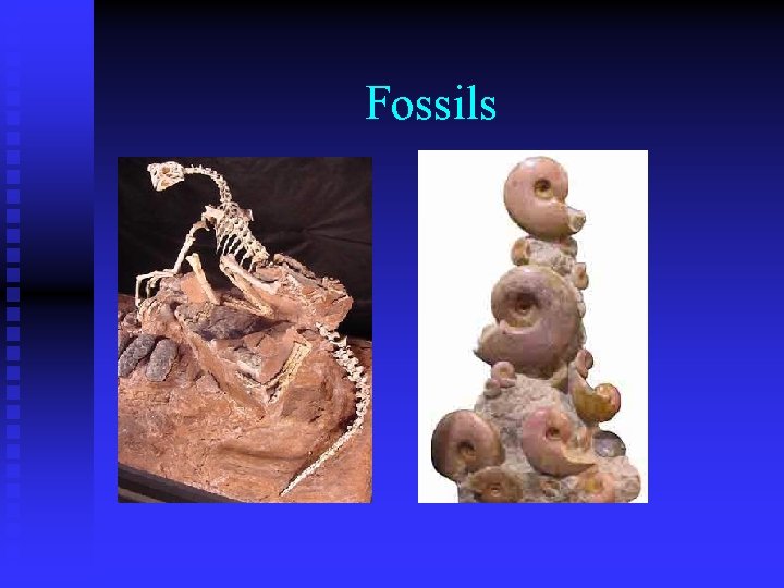 Fossils 