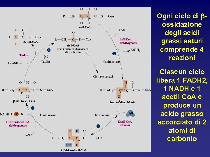 Ogni ciclo di bossidazione degli acidi grassi saturi comprende 4 reazioni Ciascun ciclo libera