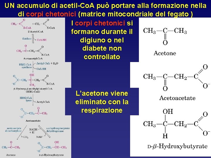UN accumulo di acetil-Co. A può portare alla formazione nella di corpi chetonici (matrice