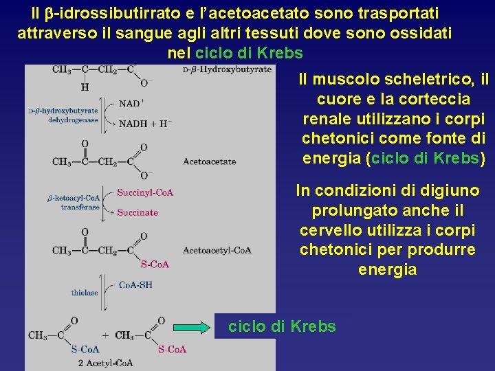 Il b-idrossibutirrato e l’acetoacetato sono trasportati attraverso il sangue agli altri tessuti dove sono