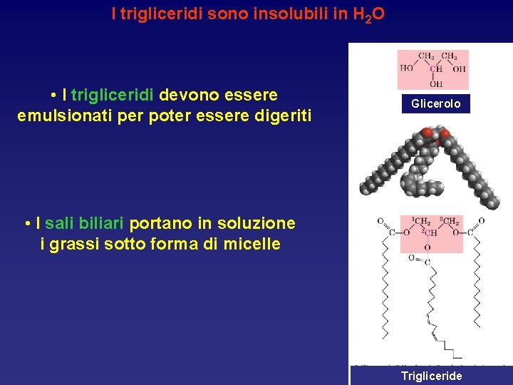 I trigliceridi sono insolubili in H 2 O • I trigliceridi devono essere emulsionati