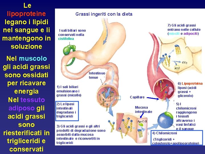 Le lipoproteine legano i lipidi nel sangue e li mantengono in soluzione Nel muscolo