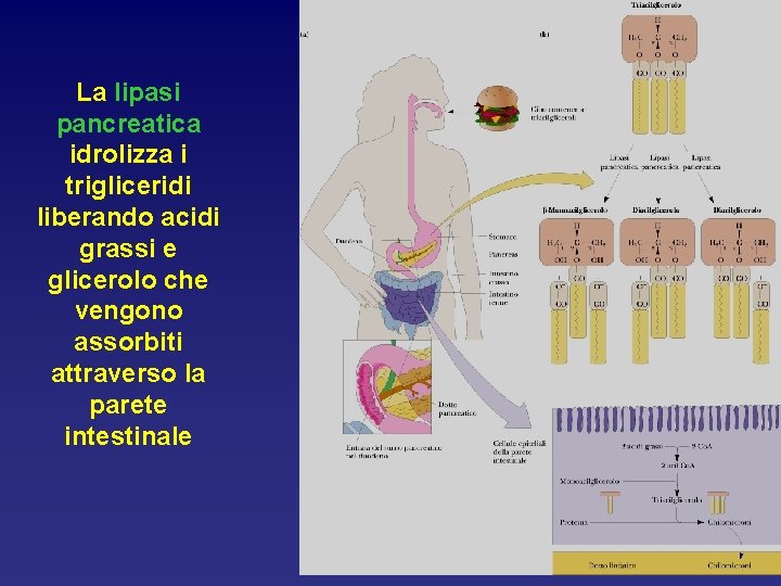 La lipasi pancreatica idrolizza i trigliceridi liberando acidi grassi e glicerolo che vengono assorbiti