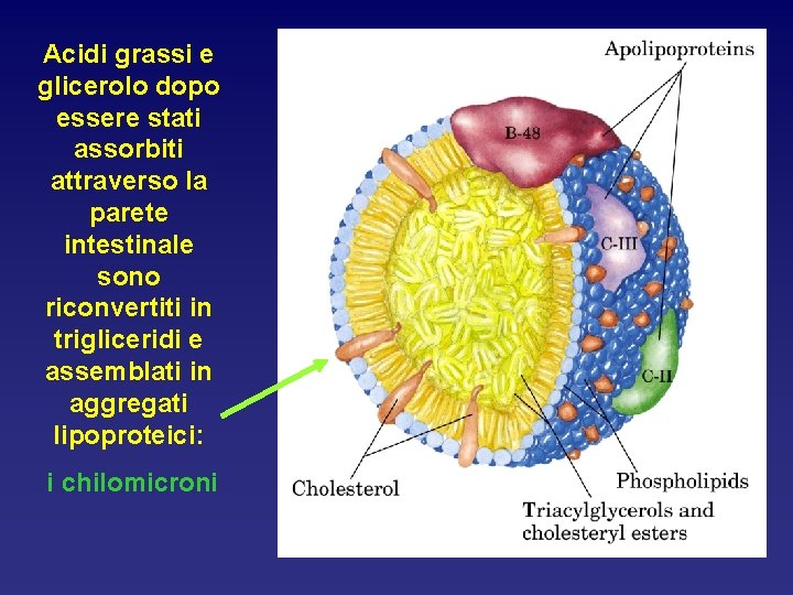 Acidi grassi e glicerolo dopo essere stati assorbiti attraverso la parete intestinale sono riconvertiti