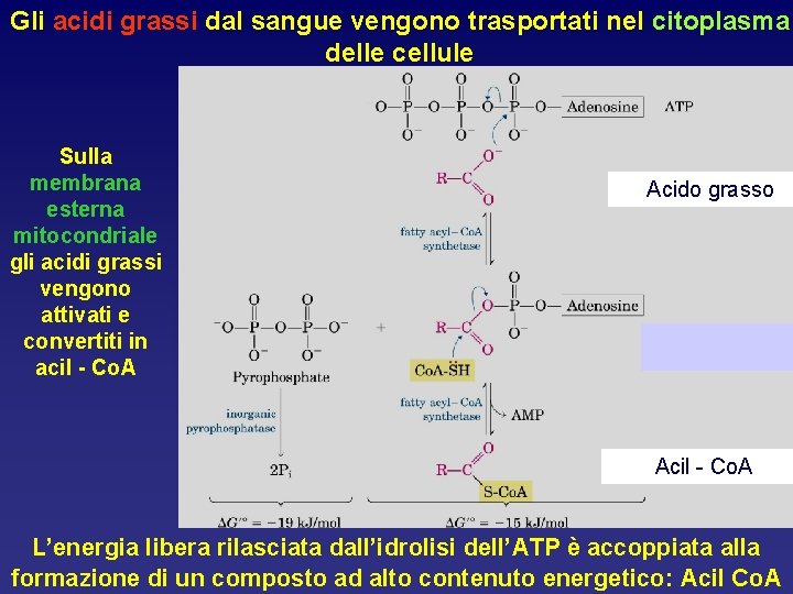 Gli acidi grassi dal sangue vengono trasportati nel citoplasma delle cellule Sulla membrana esterna