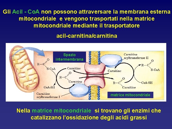 Gli Acil - Co. A non possono attraversare la membrana esterna mitocondriale e vengono