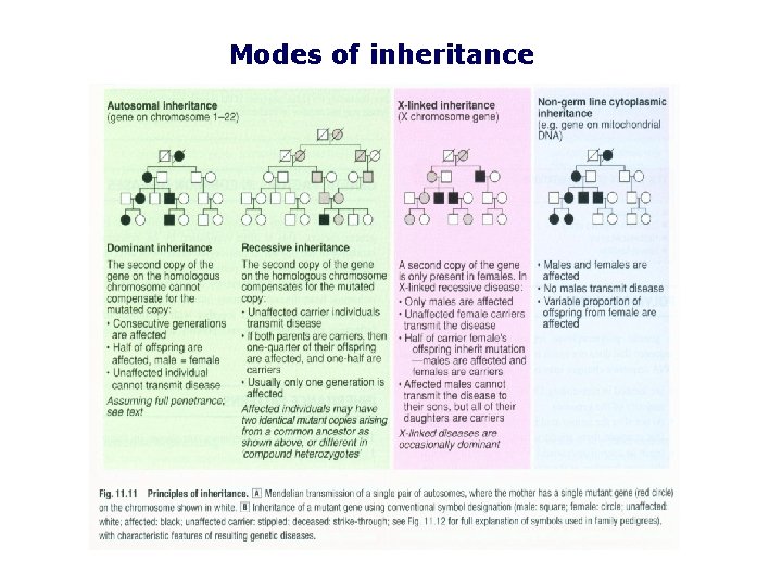 Modes of inheritance 