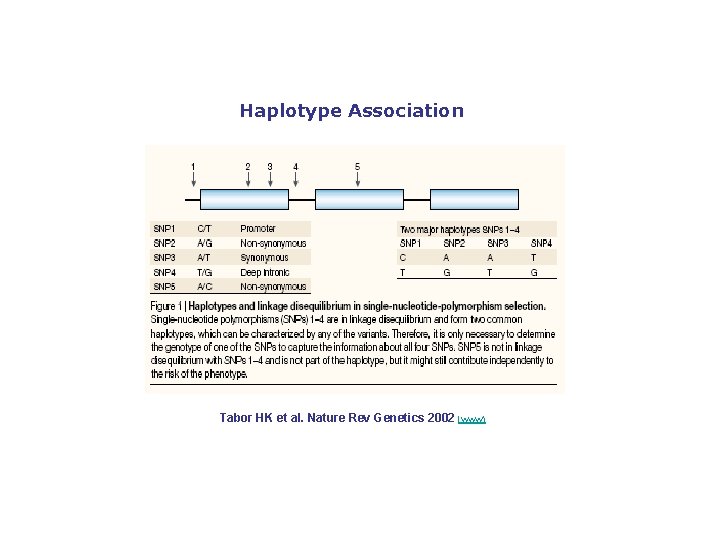 Haplotype Association Tabor HK et al. Nature Rev Genetics 2002 (www) 