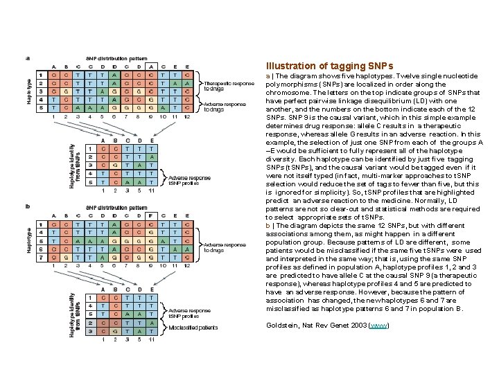 Illustration of tagging SNPs a | The diagram shows five haplotypes. Twelve single nucleotide