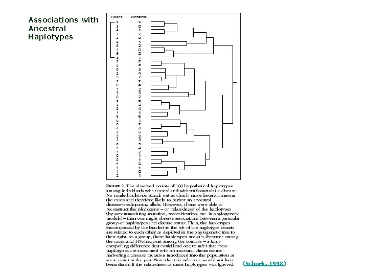 Associations with Ancestral Haplotypes (Schork, 1998) 