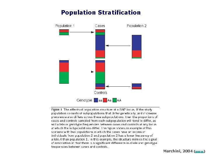 Population Stratification Marchini, 2004 (www) 